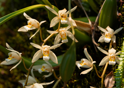Coelogyne Flaccida