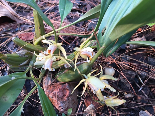 Coelogyne Flaccida