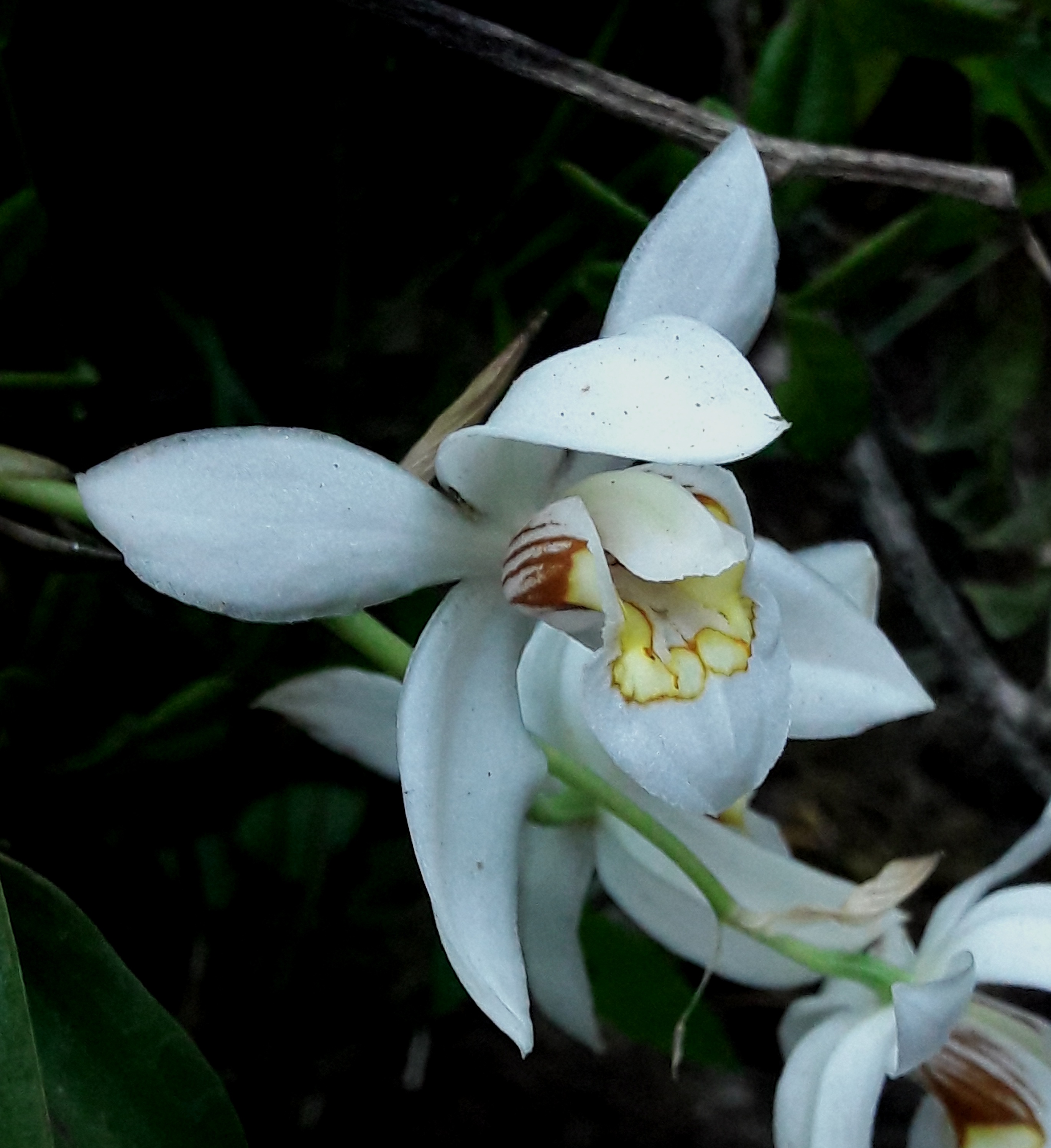Coelogyne Flaccida