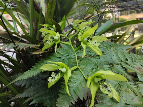 Coelogyne Pandurata (Orquídea Negra Asiática)