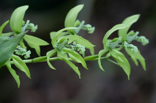 Coelogyne Pandurata (Orquídea Negra Asiática)