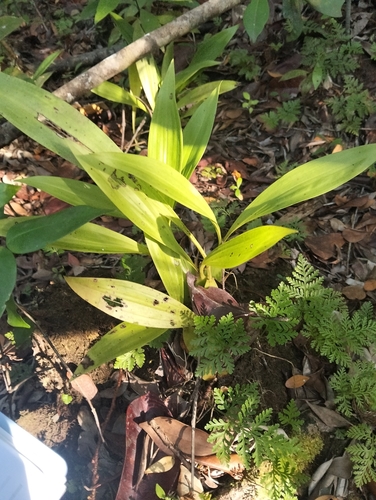 Coelogyne Pandurata (Orquídea Negra Asiática)