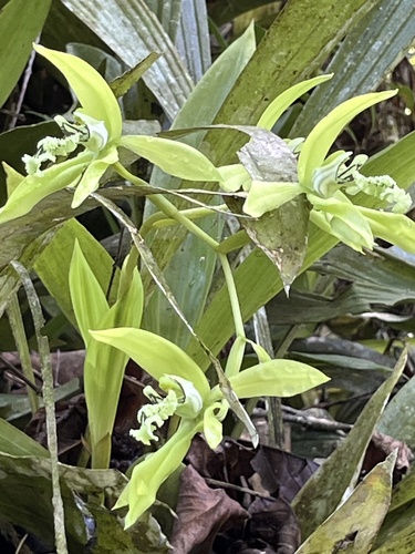 Coelogyne Pandurata (Orquídea Negra Asiática)
