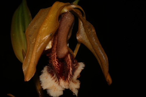 Coelogyne Speciosa