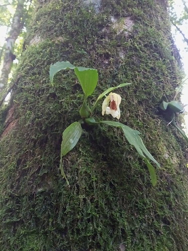 Coelogyne Speciosa