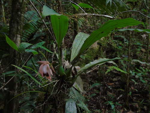Coelogyne Speciosa