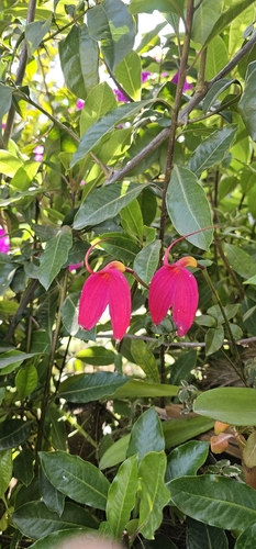 Masdevallia Coccinea