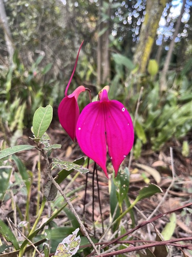 Masdevallia Coccinea
