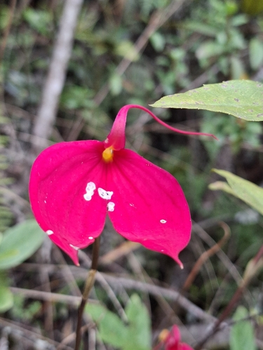 Masdevallia Coccinea