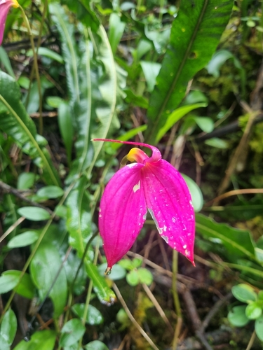 Masdevallia Coccinea