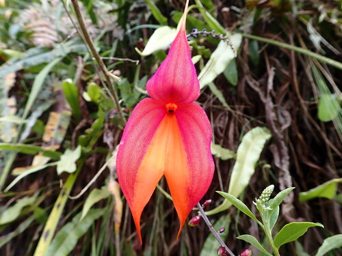 Masdevallia Veitchiana
