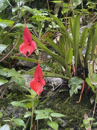 Masdevallia Veitchiana