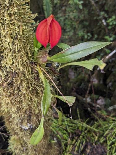 Masdevallia Ignea