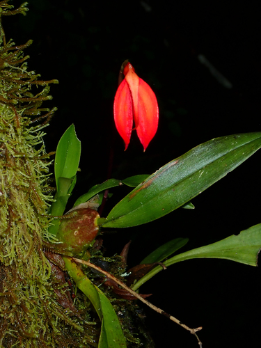 Masdevallia Ignea