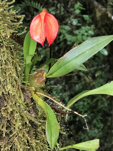 Masdevallia Ignea