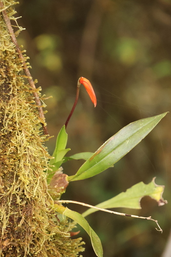 Masdevallia Ignea