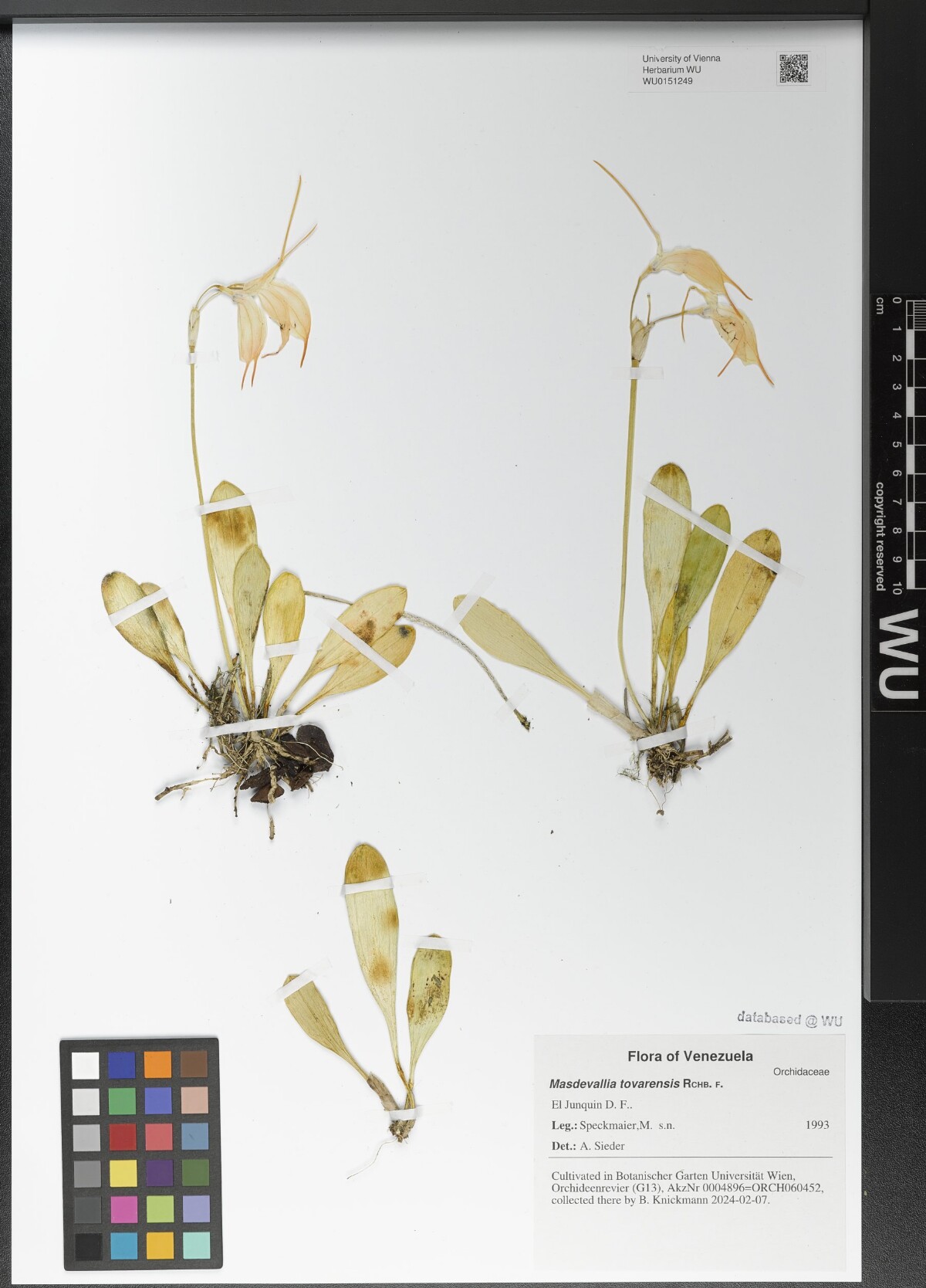 Masdevallia Tovarensis