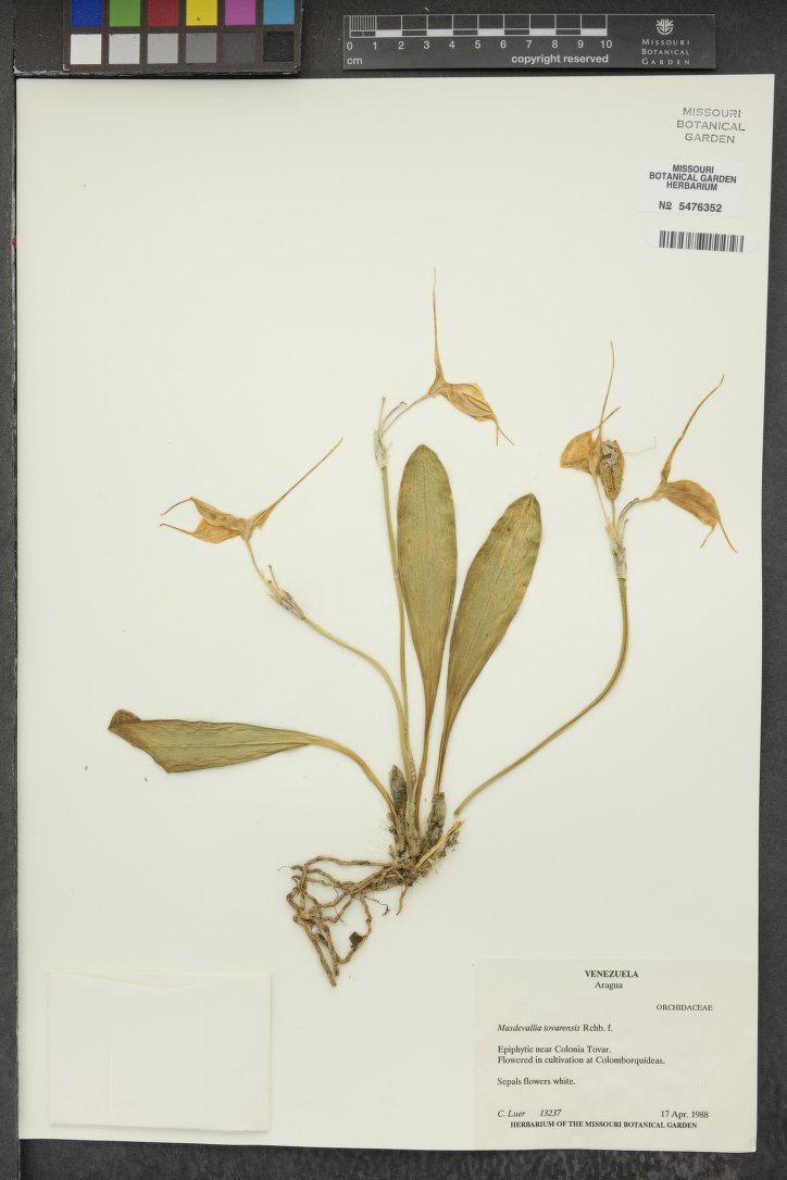 Masdevallia Tovarensis
