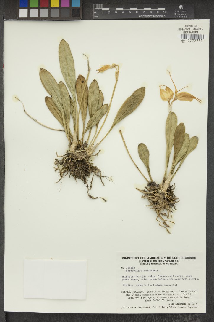 Masdevallia Tovarensis