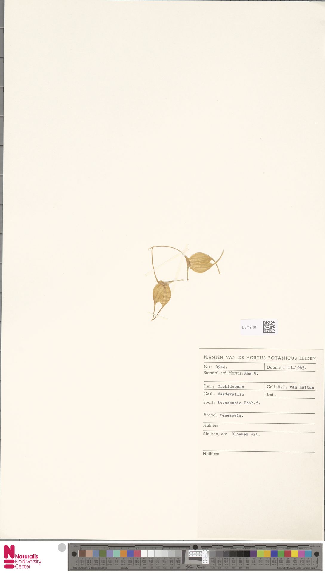 Masdevallia Tovarensis