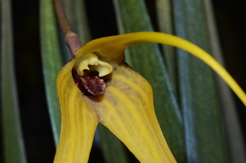 Masdevallia Caesia