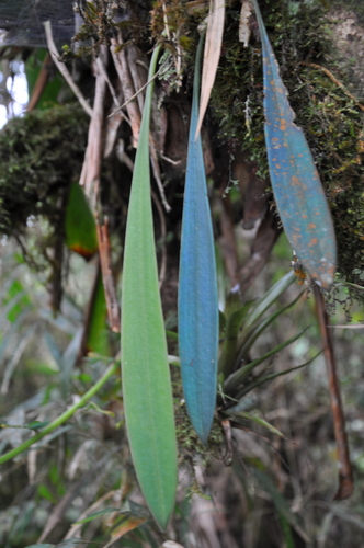 Masdevallia Caesia