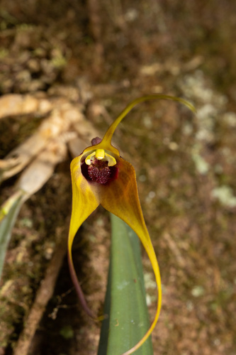 Masdevallia Caesia