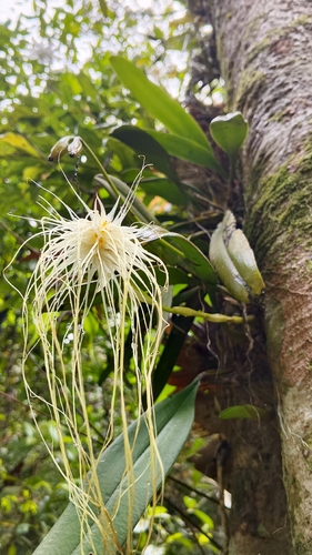 Bulbophyllum Medusae (Cabeça de Medusa)