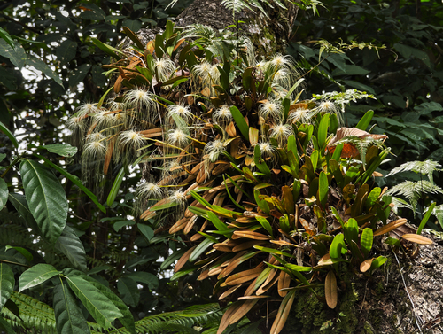Bulbophyllum Medusae (Cabeça de Medusa)