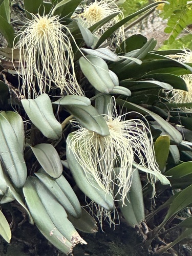 Bulbophyllum Medusae (Cabeça de Medusa)