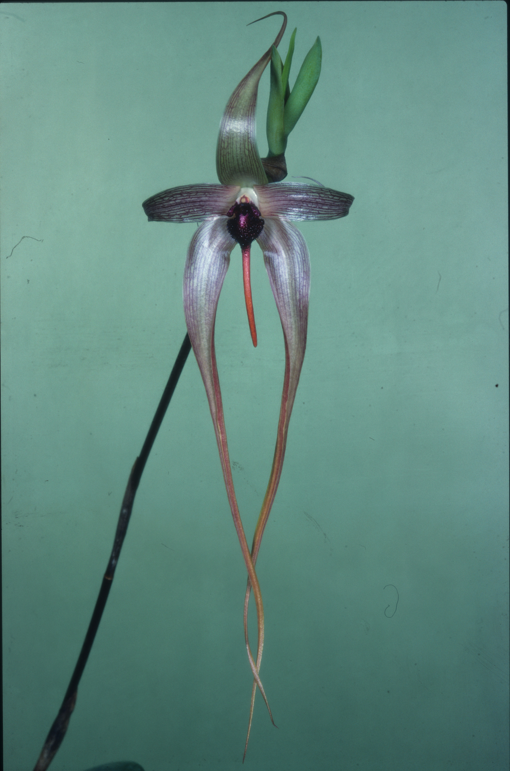 Bulbophyllum Echinolabium