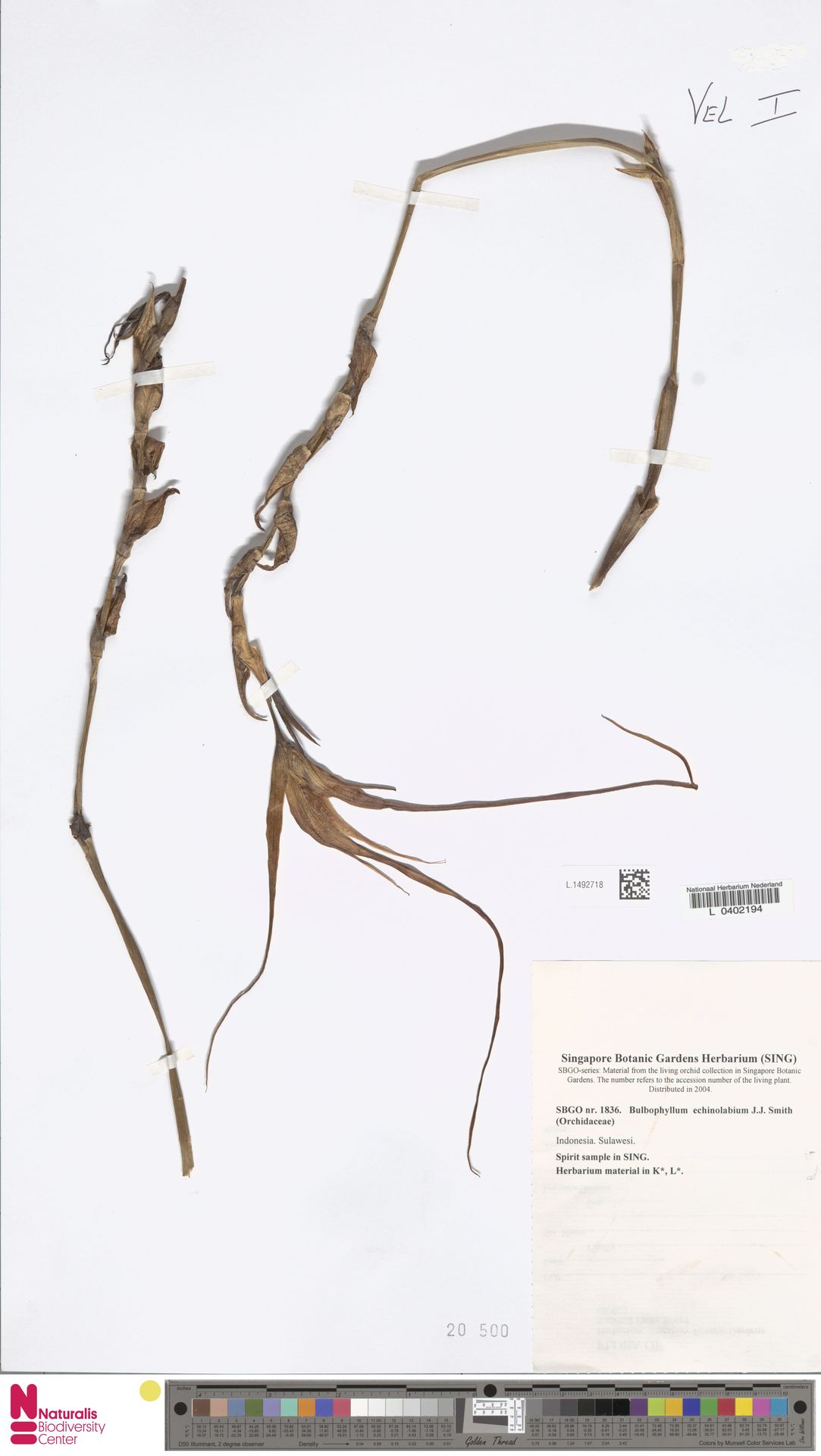 Bulbophyllum Echinolabium
