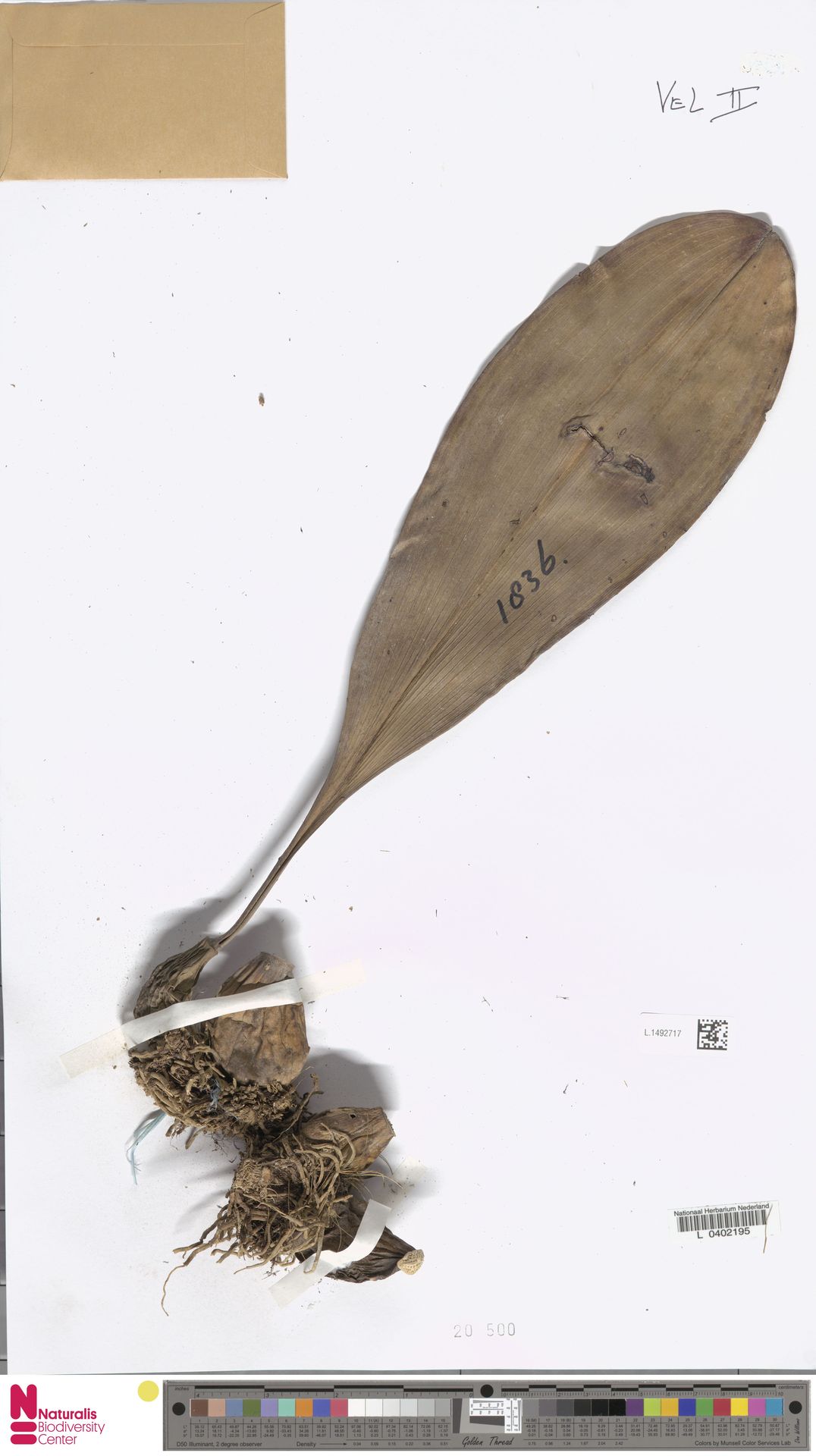 Bulbophyllum Echinolabium