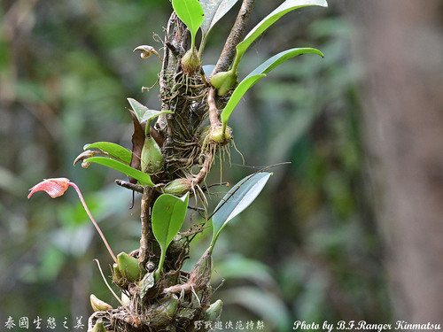 Bulbophyllum Lobbii