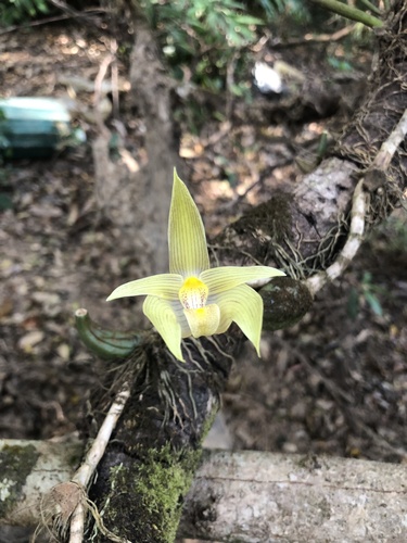 Bulbophyllum Lobbii