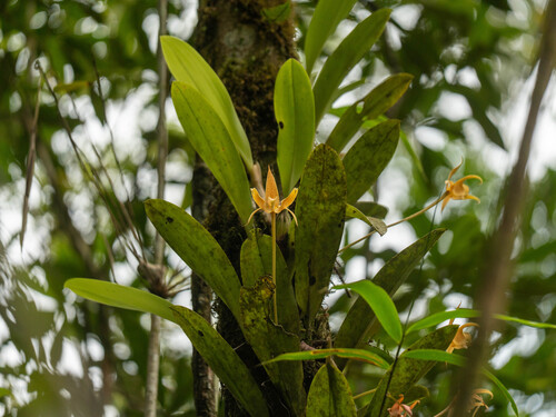 Bulbophyllum Lobbii