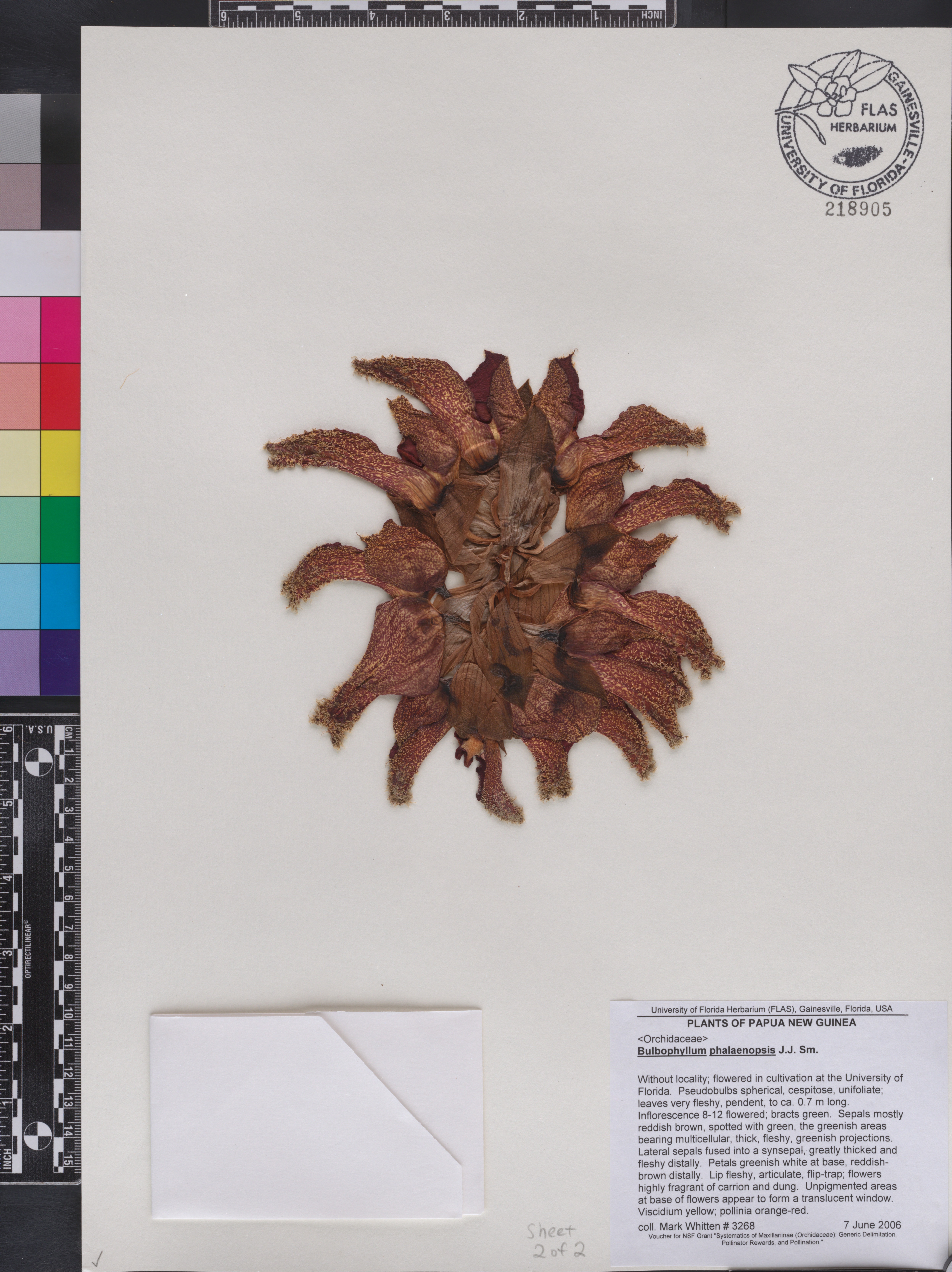 Bulbophyllum Phalaenopsis