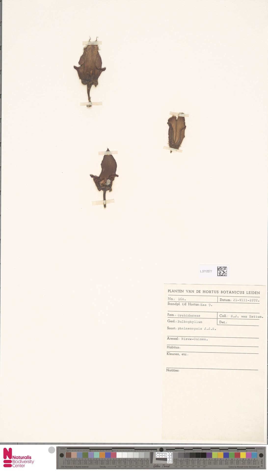 Bulbophyllum Phalaenopsis