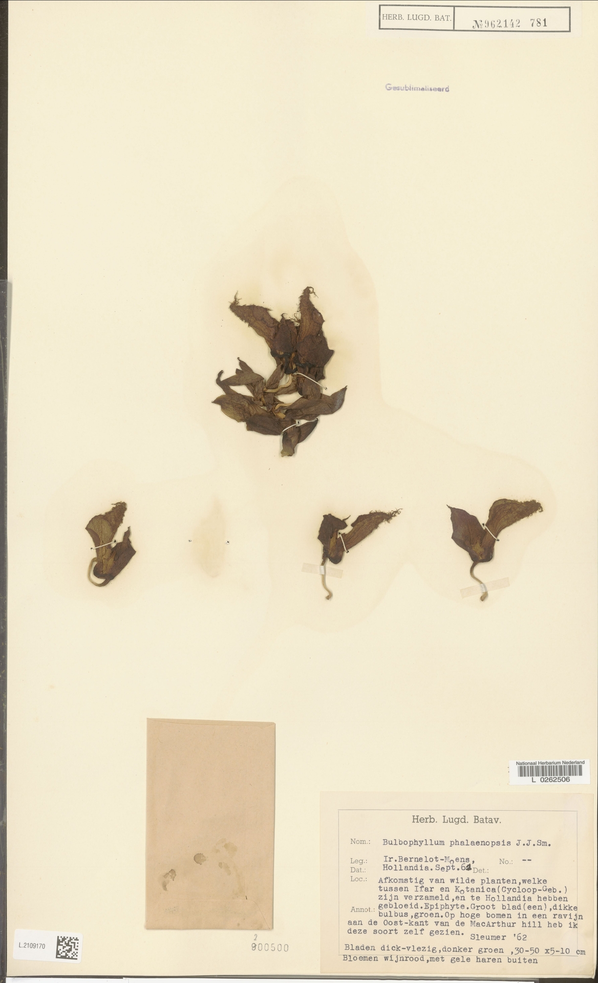 Bulbophyllum Phalaenopsis