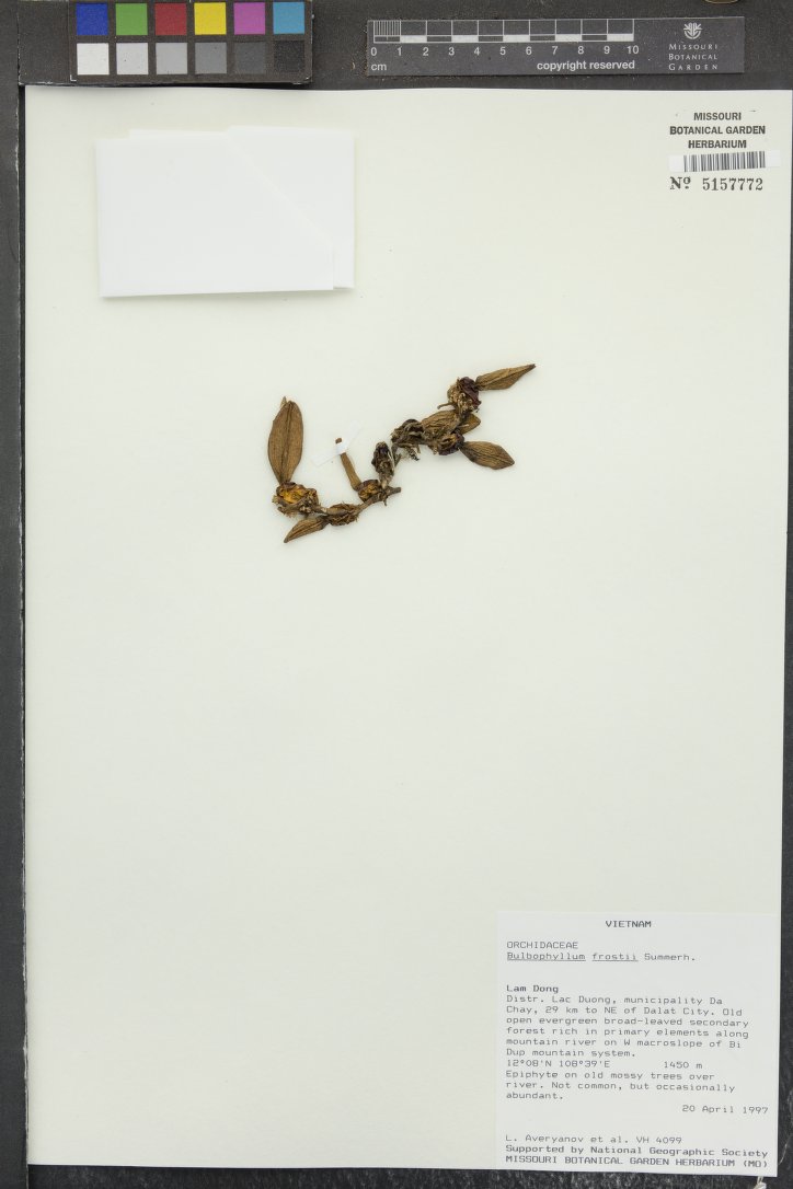 Bulbophyllum Frostii