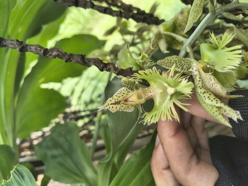 Catasetum Fimbriatum