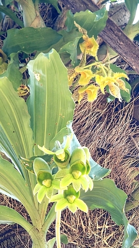 Catasetum Fimbriatum