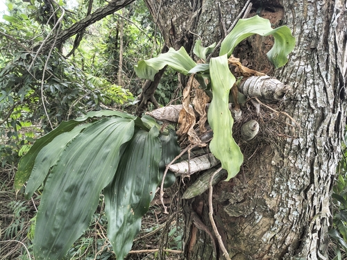 Catasetum Fimbriatum