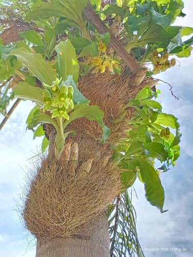 Catasetum Fimbriatum