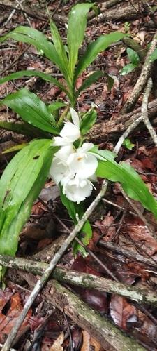 Catasetum Pileatum