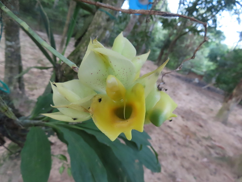 Catasetum Pileatum