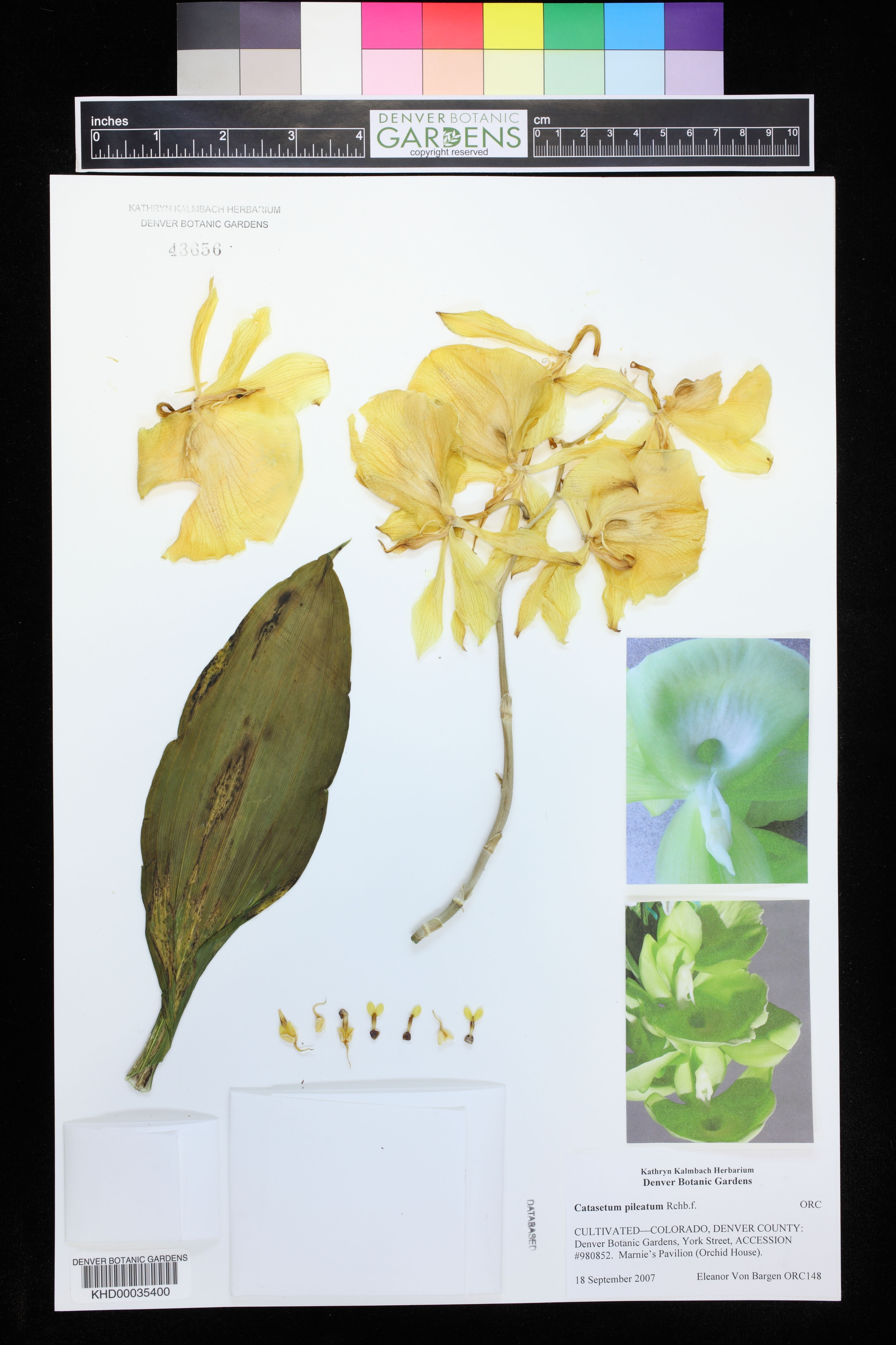 Catasetum Pileatum