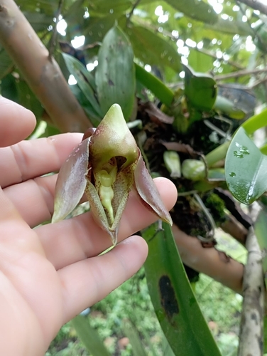 Catasetum Maculatum