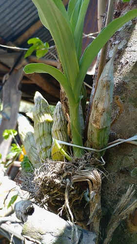 Catasetum Maculatum