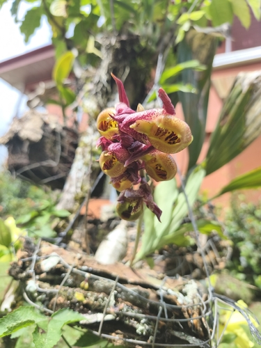 Catasetum Maculatum
